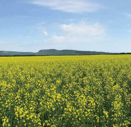 Solitude vs. Isolation: Finding the Line Between Healing and Hiding